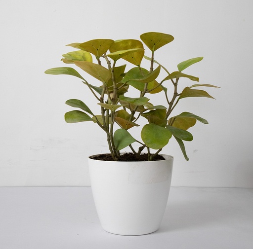 Ficus Mistletoe Gold