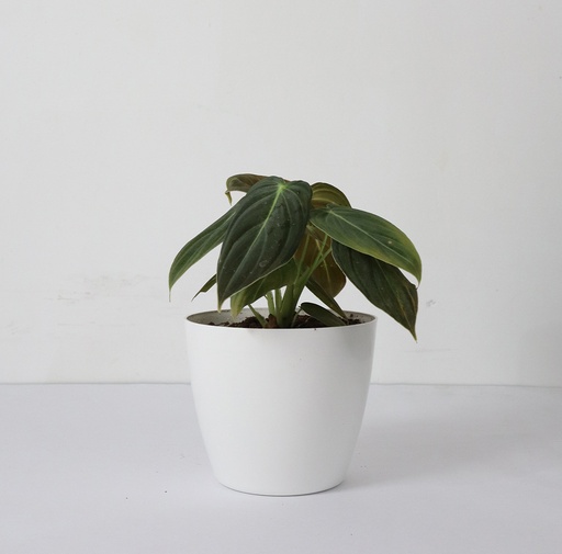 Philodendron Milani