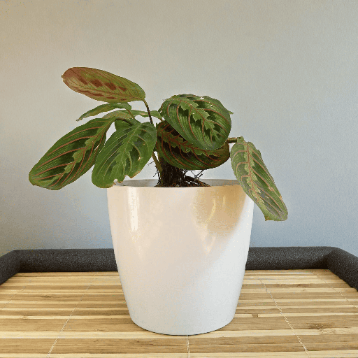 Calathea Red Vein