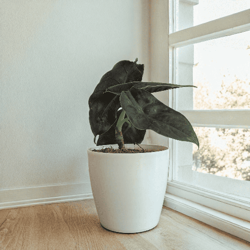 Alocasia Azlanii Plant