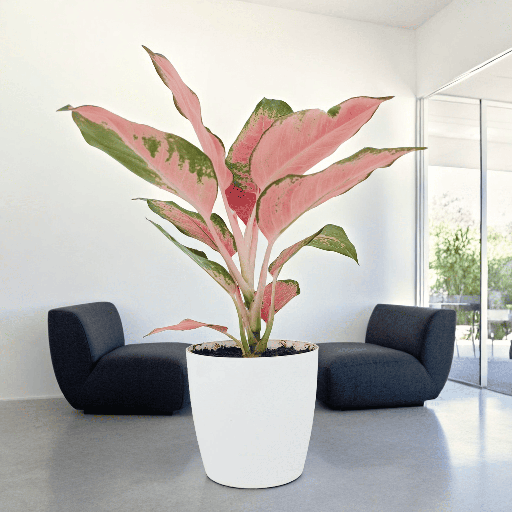 Aglaonema Pink Ruby