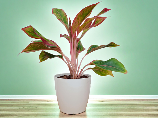 Aglaonema Lipstick