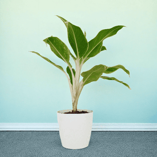 Aglaonema Golden Bay