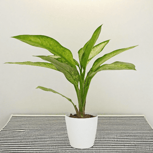 Aglaonema Ice