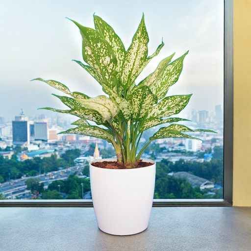 Aglaonema Red