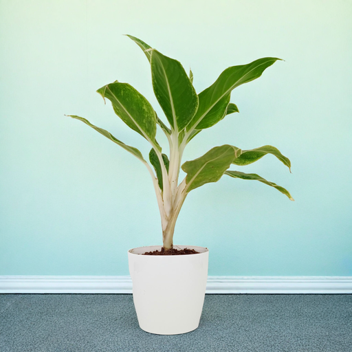 Aglaonema Golden Angel