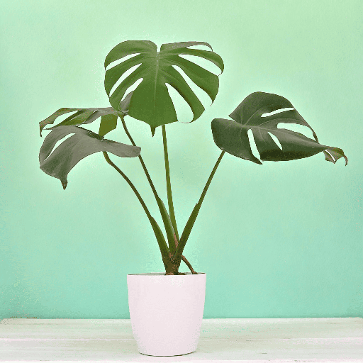 Monstera Borsigiana