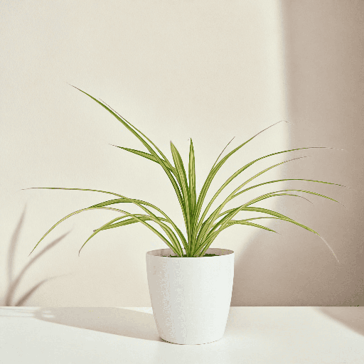 Spider Plant Variegated