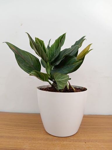 Aglaonema Green Lipstick