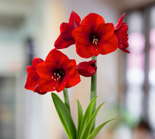 Amaryllis Bulb Red Lion