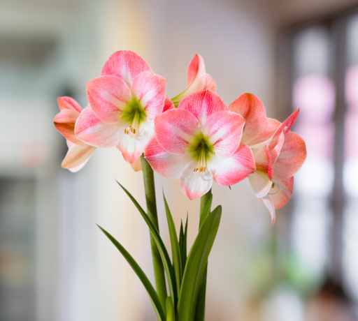 Amaryllis Bulb Apple Blossom