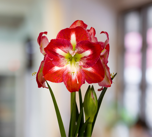 Amaryllis Bulb Minerva