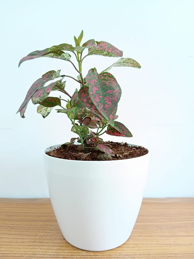 Polka Pot Plant (Hypoestes)