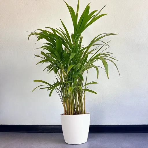 Areca Palm