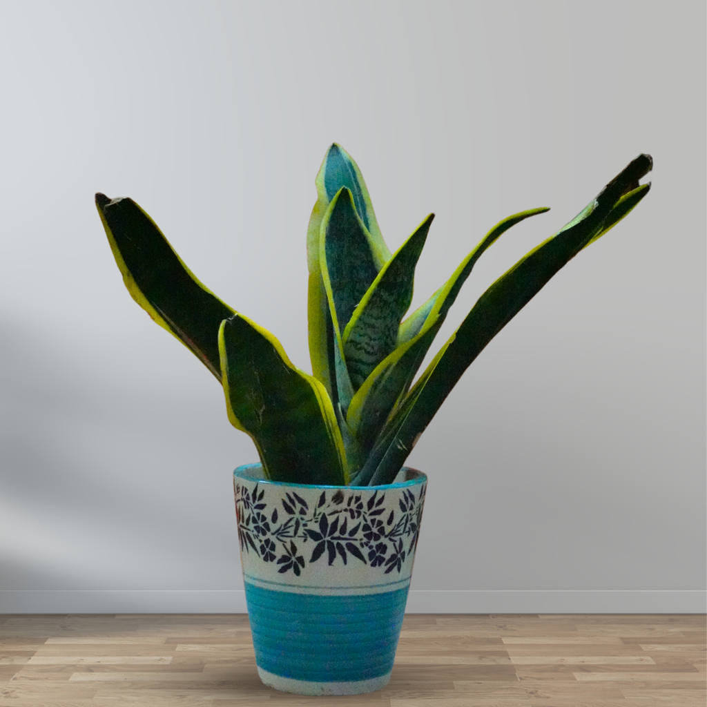 Snake Plant