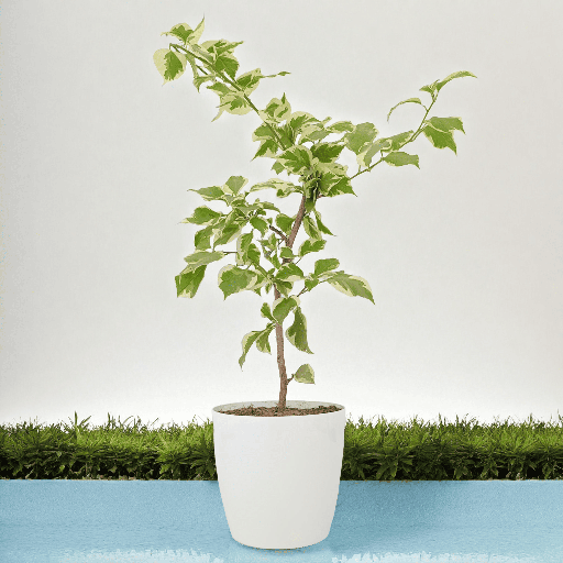 Bougainvillea Variegated 