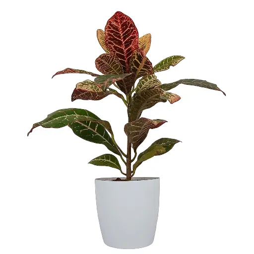 Garden Croton