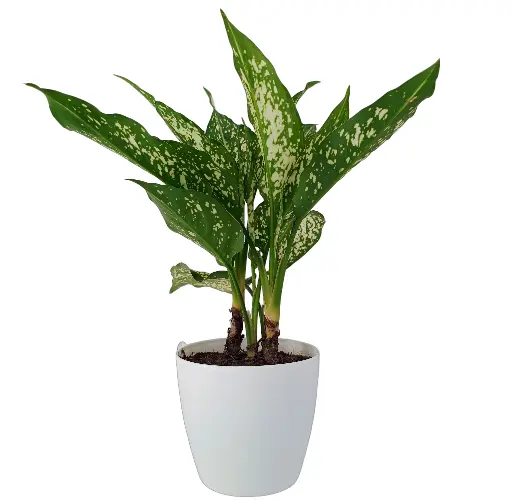 Aglaonema