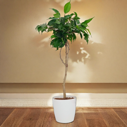 Ficus