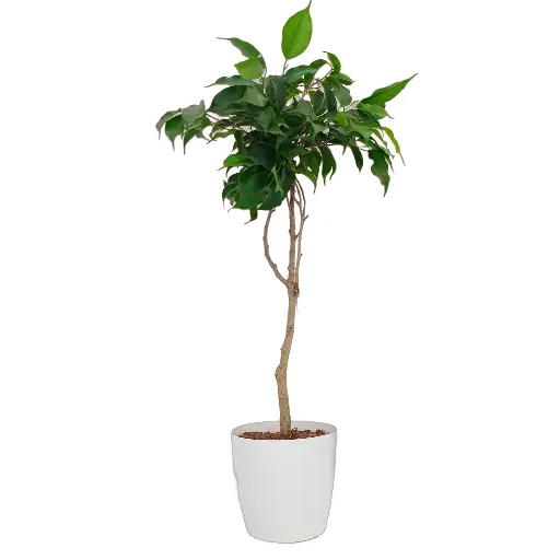 Ficus