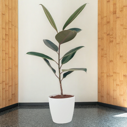 Rubber plant Black