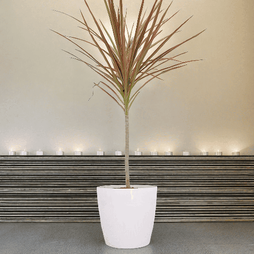 Dracaena tricolour